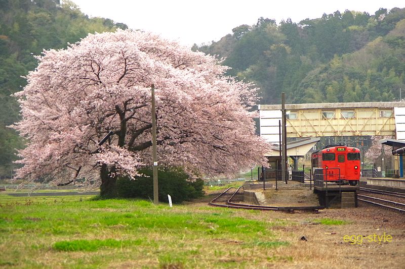 朝一番の列車交換逃した 161D キハ47 浜坂行 この構図が一番のようだ