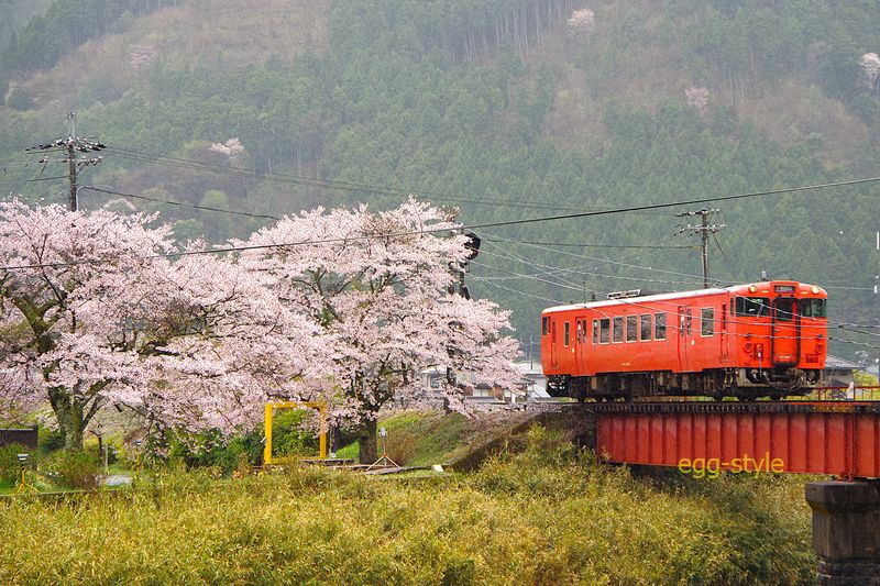 229D 和田山行 キハ41-2002 定番の第2市川橋梁の桜です。